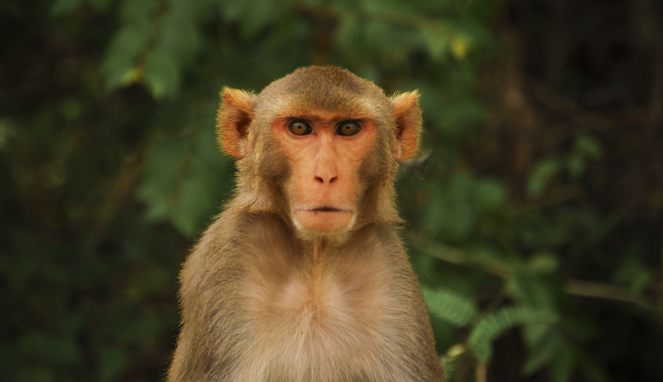Monyet [Image Source]