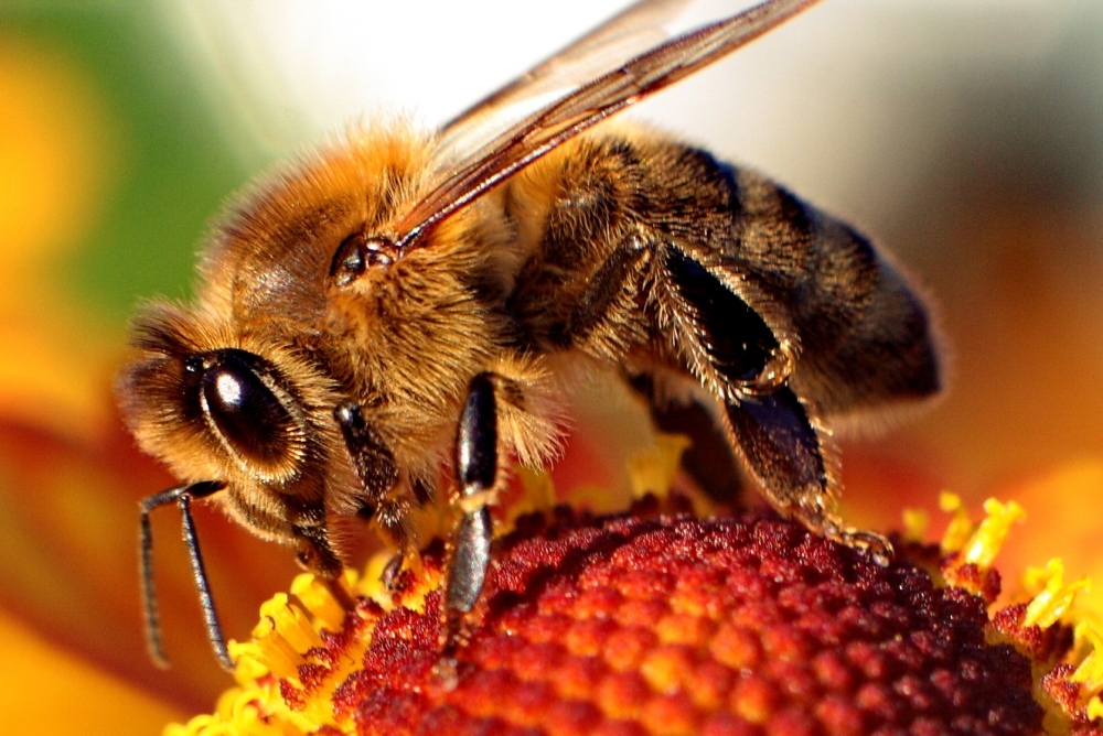 Musnahnya Lebah