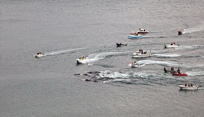 Perahu menggiring paus ke tepi pantai [Image Source]