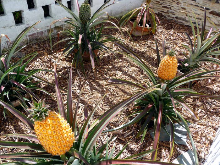 Pineapple From The Lost Garden of Heligan