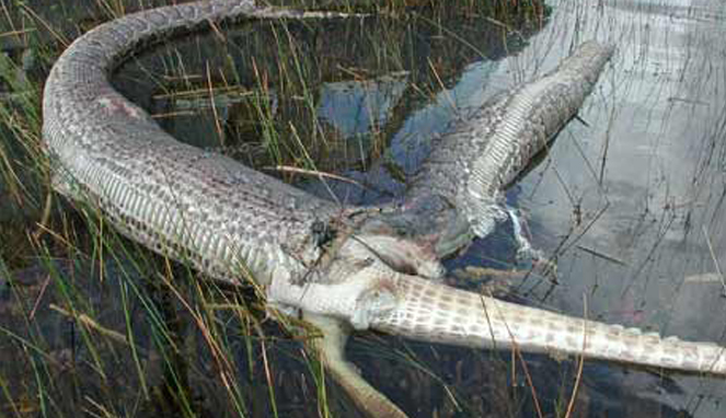 Piton yang Sobek Setelah Makan Aligator [Image Source]