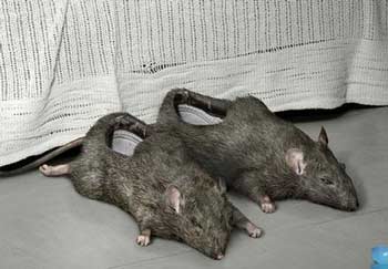 Ragu mau pakai sepatu tikus ini [image source]