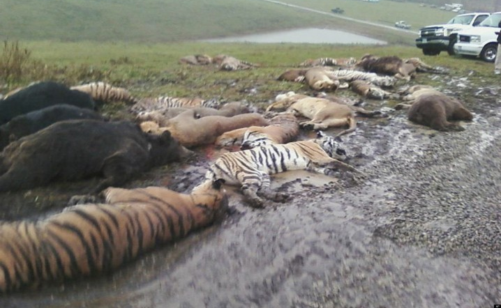 Pembantaian hewan yang kabur  [image source]