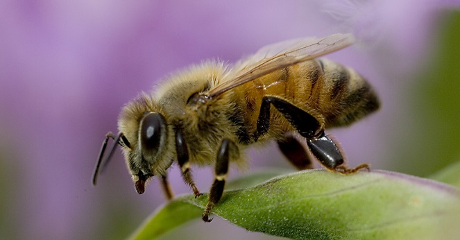 Si lebah Afrika yang sensitif [Image Source]