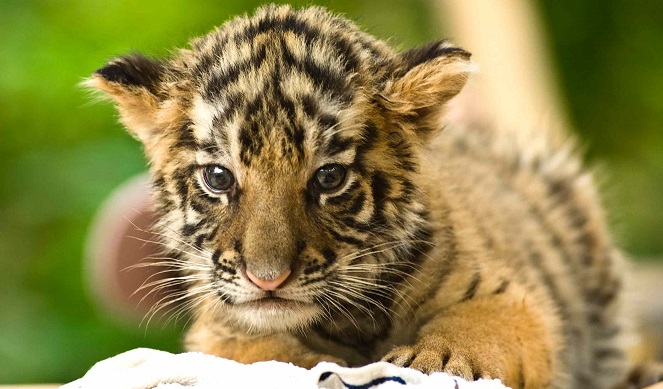 Ilustrasi bayi harimau [Image Source]
