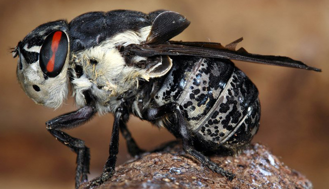 Larva Bot Fly bisa tumbuh besar di bawah kulit manusia [Image Source]