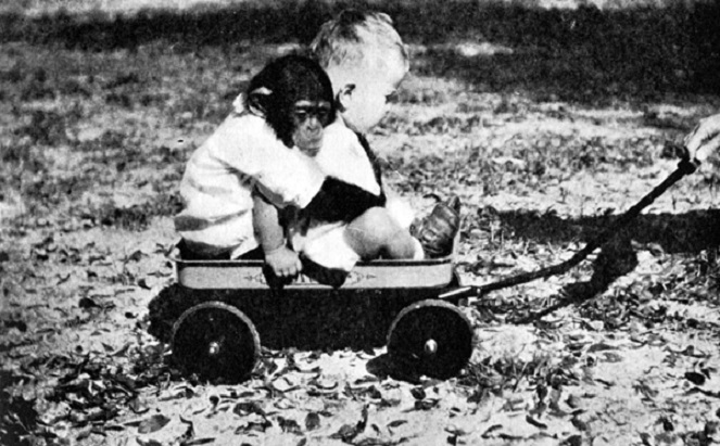 Monyet ternyata bisa lebih pintar dari kita [Image Source]