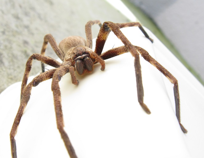 Tak perlu jaring, Huntsman Spider bisa memburu hewan-hewan besar [Image Source]