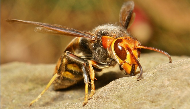30.000 lebah madu tercabik tubuhnya hanya oleh sekawanan Japanese Hornet [Image Source]