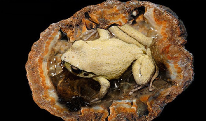 Bagaimana katak bisa berada di dalam batu? Tidak ada yang tahu [Image Source]