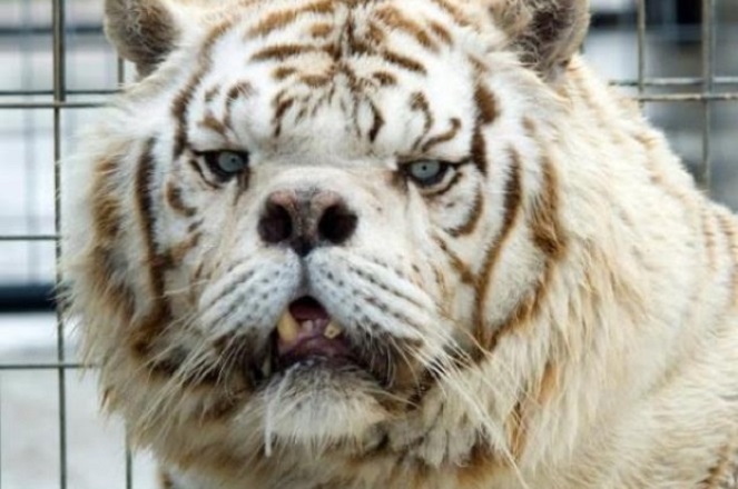 Kenny, harimau dengan kondisi down syndrome [Image Source]