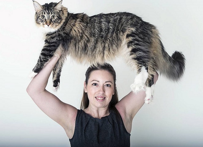 Ludo, kucing rumahan paling besar se-dunia [Image Source]