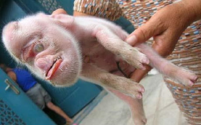 Babi berwajah mirip monyet [Image Source]