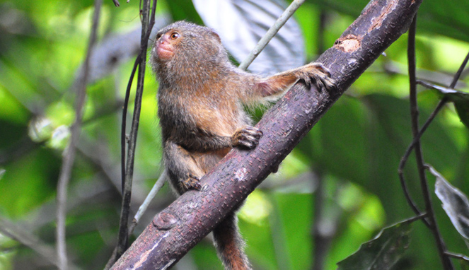 Monyet Pygmy [Image Source]