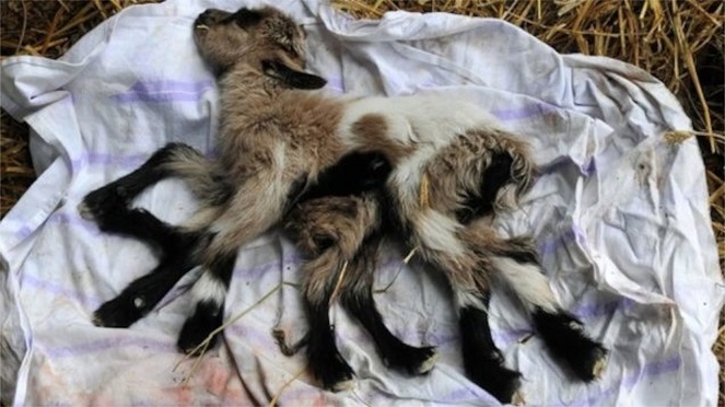 Bayi kambing ini punya 8 kaki dan sepasang alat reproduksi [Image Source]