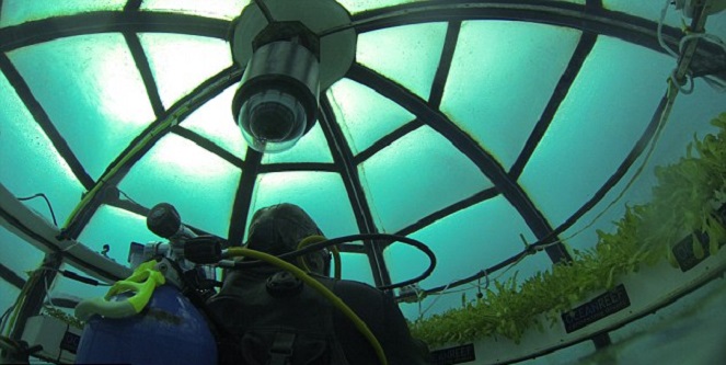 Media biosphere dan laut jadi kombinasi yang sempurna untuk tempat hidup tumbuhan [Image Source]