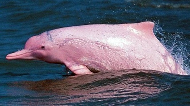 Pink dolphin, si lumba-lumba tanpa pigmen tubuh [Image Source]