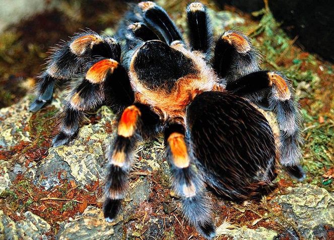 Ilustrasi tarantula [Image Source]