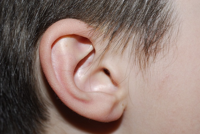 Otot telinga luar [Image Source]