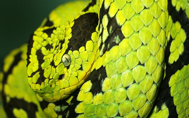 Ilustrasi ular mematikan [Image Source]