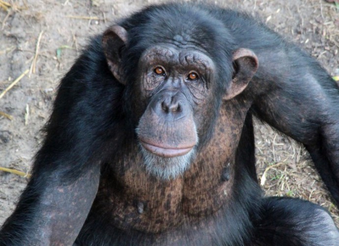 Simpanse, kecerdasannya98% mirip dengan manusia