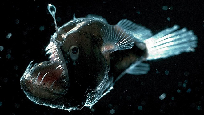 Angler Fish [Image Source]
