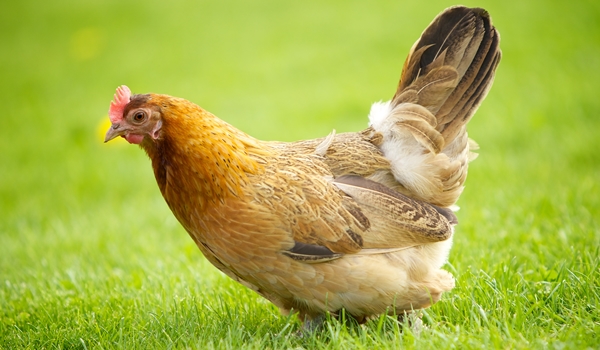 Ayam Betina bisa menghasilkan sperma [image source]