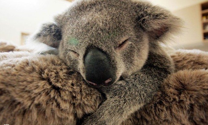 Bayi Koala Memeluk Ibunya Erat
