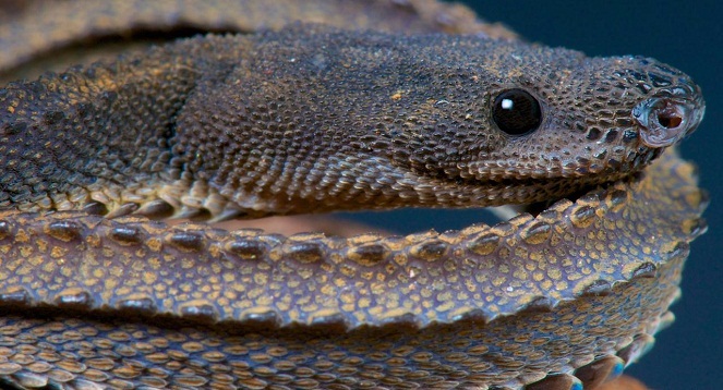 Jika naga dikawin silang dengan ular, mungkin wujudnya adalah seperti Dragonsnake ini [Image Source]