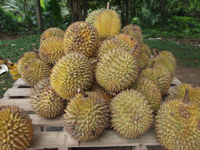 Durian Yang Bisa Dijadikan Permainan Sepak Bola Durian
