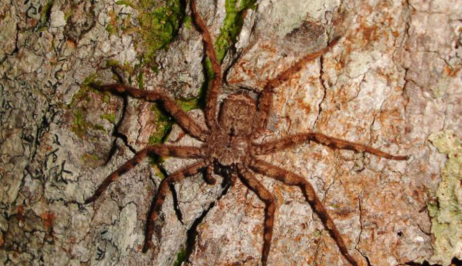 Flattie, laba-laba tipis yang mampu meluncur tanpa jaring laba-laba [Image Source]