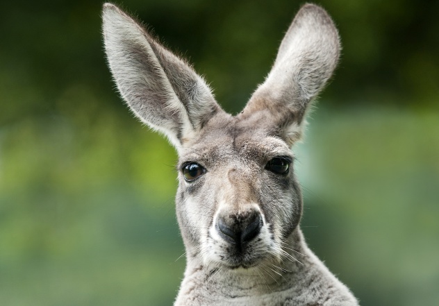 Memeras sperma kanguru yang telah mati [image source]