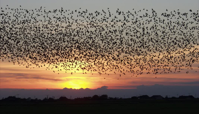 Migrasi burung [Image Source]