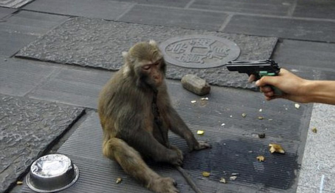 Monyet ditodong dengan pistol agar mau memberikan pertunjukan [Image Source]