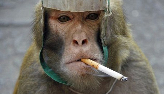 Monyet malang tersebut juga dipaksa untuk merokok [Image Source]