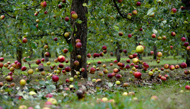 Newton menjadi pioner dalam mempelajarai gravitasi setelah melihat buah apel yang jatuh dari pohon [Image Source]