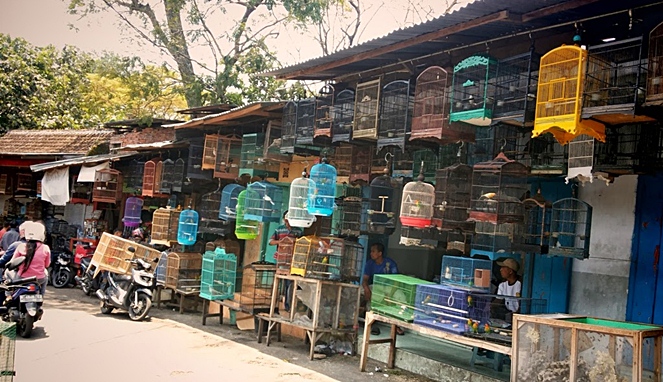 Pasar Burung Splendid, Malang [image source]