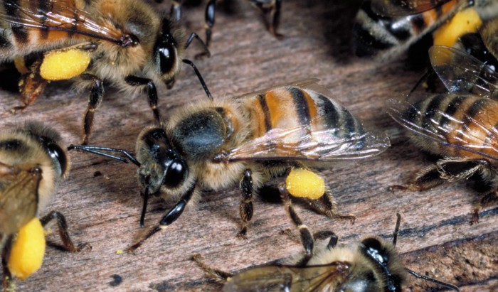 Penyakit Sembuh Setelah Dierang Kerumunan Lebah [image source]