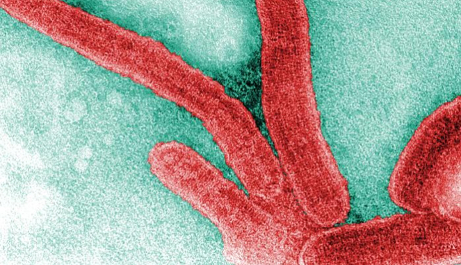 Virus Marburg [Image Source]