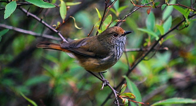 Brown Thornbill [Image Source]