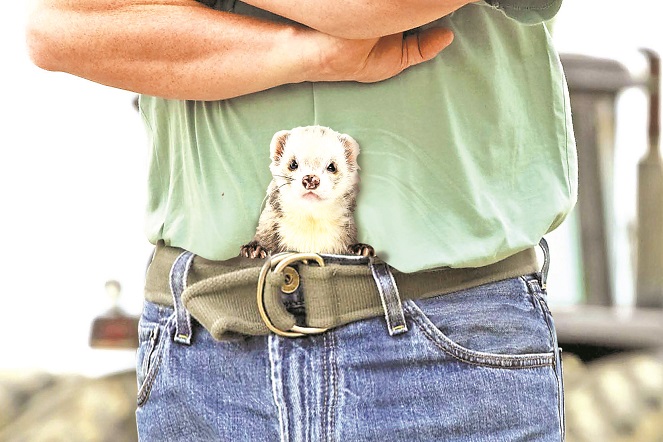 Berani memasukkan hewan imut bergigi tajam ini di dalam celana? [Image Source]