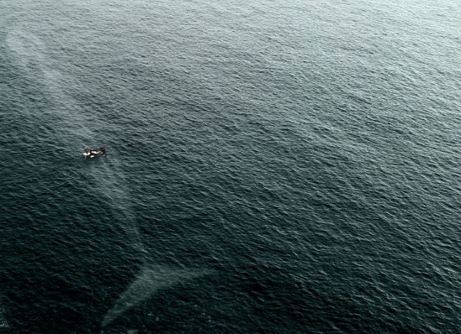 Ikan paus besar di bawah sebuah kapal kecil [Image Source]