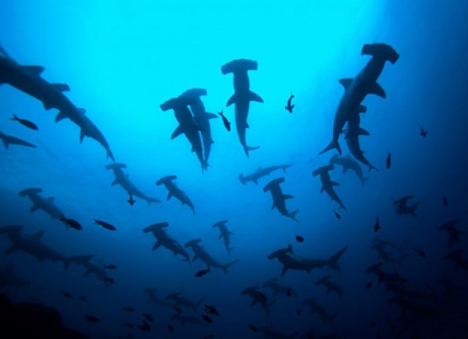 Kawanan hiu martil yang tengah bermigrasi [Image Source]