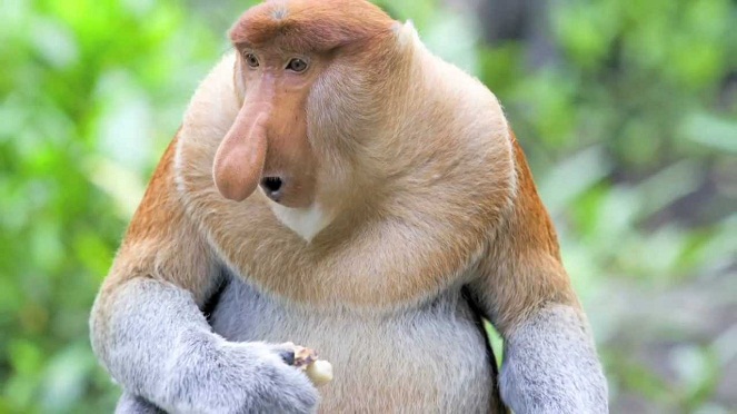 Monyet Proboscis [Image Source]
