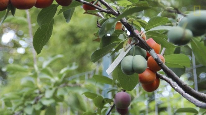 Kondisi bermacam buah dalam satu pohon hanya untuk tanaman yang masih kerabat dekat [Image Source]