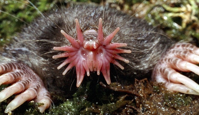 Tikus Tanah Hidung Bintang [Image Source]