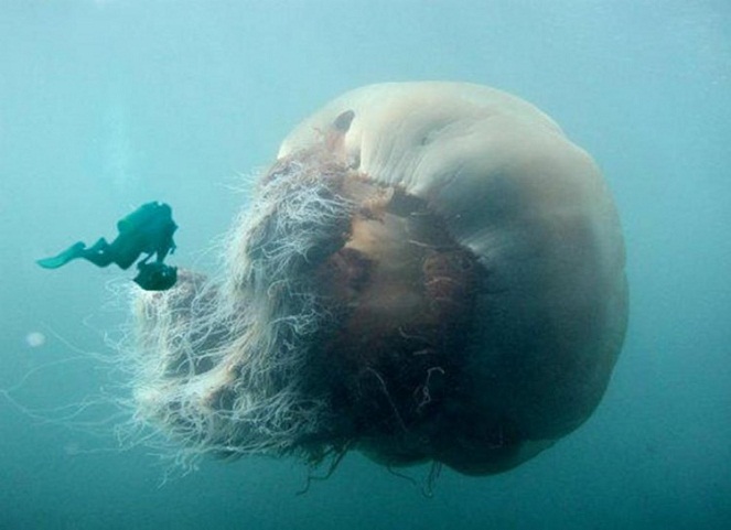 Ubur-ubur raksasa laut dalam [Image Source]