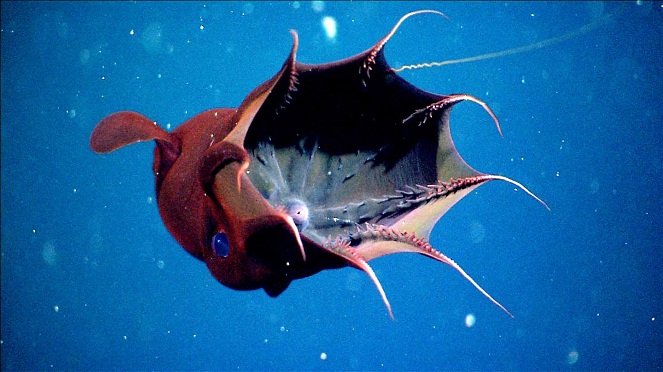 Vampire Squid [Image Source]