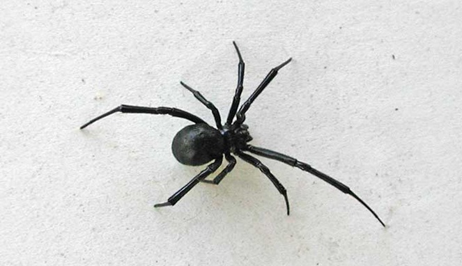 Black widow spider [Image Source]