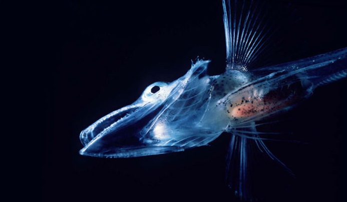 Blackfin Fish, ikan unik dengan tubuh transparan